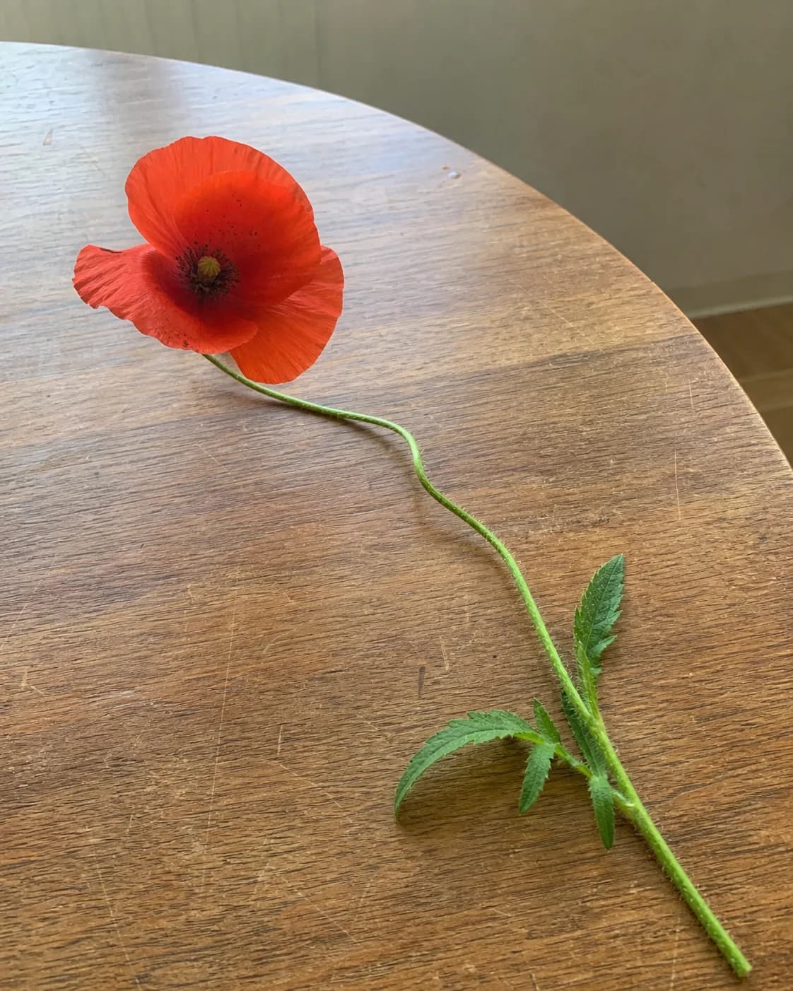 A casual phone photo of a single red poppy lying on a wooden table